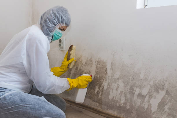 Mold Remediation for Rental Properties in St Georges, DE